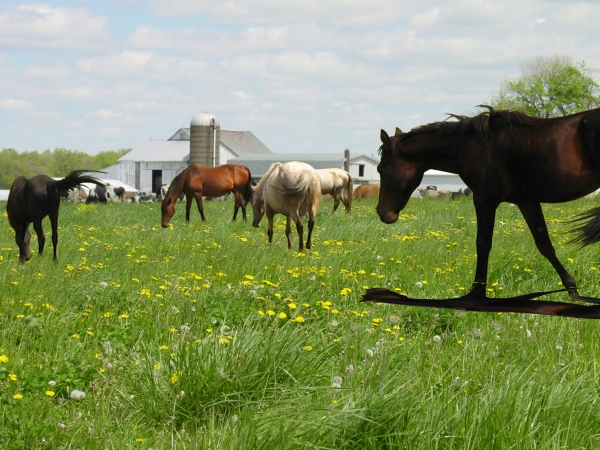 Creation of Spring Graze: Step 8